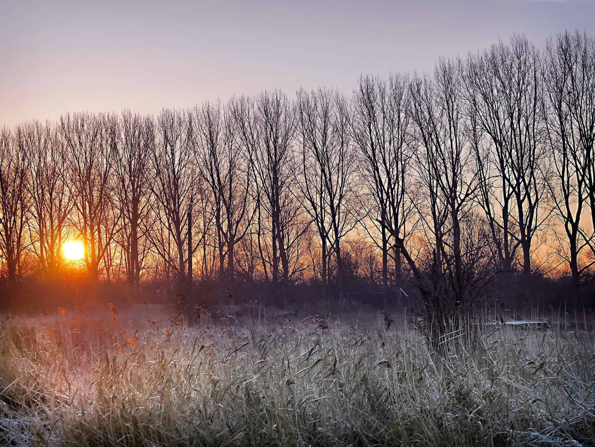 frost_0206-2 - Météo Abitibi : risque de gel inattendu en plein mois de juin